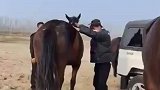 男子沙漠学骑马，悟性极高，一眨眼上马下马都学会了