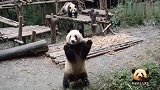 熊猫早早站起来，双手举高高等着发窝头，结果后来者抢先吃到