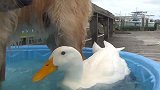 金毛和鸭子是一对好基友，从小玩到大！场面十分滑稽