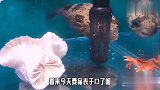 我家鱼缸里的河豚和螃蟹这是干啥呢，太搞笑了