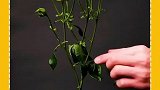 种植小技巧！看完视频的你学会了吗？快去试试吧