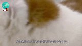 猫咪看主人挤牛奶，主人便给它喂了点，下一秒忍住不笑算我输！