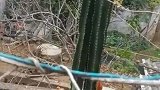 男子随手种了棵“仙人掌”，五年间竟从三十公分长到十米