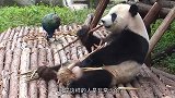 被熊猫缠上的奶妈：你再缠着我以后就没有盆盆奶喝了