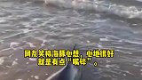 女子海边发现搁浅海豚，心急碎碎念安慰