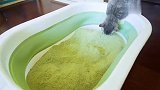 在房间铺满猫薄荷，猫咪会有什么反应？猫：太上头了！