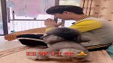 主人打坐，看把灰崽给着急的，灰崽真是太可爱了