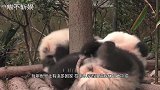 熊猫宝宝被迫“上班”，刚要靠近办公桌，下一秒反应萌翻了！