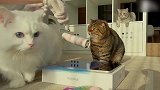 主人旁边玩耍的猫咪们，这蠢萌的模样，真想捏！