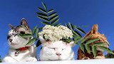 三只猫比定力，白猫头顶草花冠眼皮都不带动一下