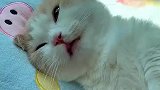猫咪一醒来就喊妈