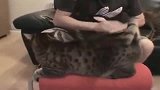 狸花猫：来吧！不要因为我是一朵娇花而怜惜我