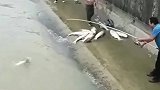 这样锚鱼都没人管，十年禁鱼比不过一次锚鱼