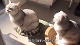 猫咪把头伸出阳台外看风景，还上演“飞檐走壁”，好惊险