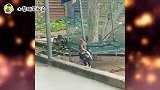 搞笑配音：大哥想当孤胆英雄，不曾想姑娘手法惊人，根本招架不住