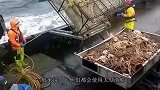 大型渔船捕鱼，渔网怎么都拉不动，下水一看都不敢动了
