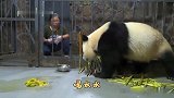 不好啦！熊猫开口说人话啦！还和饲养员吵架啦！