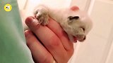 哇塞!好想养一只这样的小奶猫,这只小奶猫真的是萌死了!