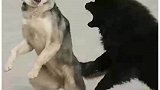 二傻子只是外表像狼，内心没有一点狼样