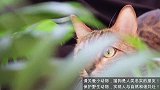 饥饿的小猫不停的喵喵直叫，只有妈妈能安抚它们的心！