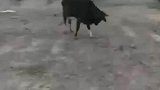 小牛将绳索缠绕在头上，并将地上的钉子拔起
