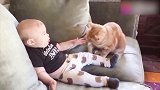 国外搞笑系列，猫咪这么喜欢宝宝的吗