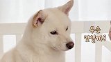 主人给小宝宝喂饭，柴犬馋的流哈喇子，千万憋住别笑
