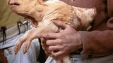 国外竟有一头长着人脸的猪，还会开口说话，凑近一看恍然大悟