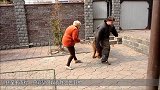 东方神犬藏獒VS雄狮，究竟谁更厉害？结果不是你想的那样