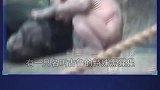 极为少见的奇闻趣事