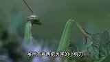 螳螂能不能战胜带有剧毒的蝎子？