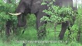 大象野外发疯一样攻击大树，男子走近一看，立刻打电话呼救！
