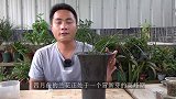 用“黑豆子”给兰花当零嘴，新芽长得颗颗粗壮