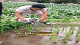 稻田里放鱼苗，等秋天收获