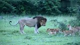天黑了，狮爸爸呼唤小狮子集合，要保护好它们!