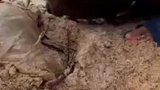 路边看到一小孩在翻蚯蚓给老鼠吃，好有爱心