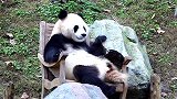 即使黑得像个碳头也绝不洗澡，熊猫：你在干什么，放手！