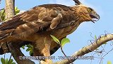 老鹰竟然也有天敌？遇到后根本无路可逃，网友：真是鸟不可貌相！