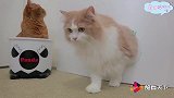 正宗T台猫步来了，猫咪走着优雅的猫步走来了