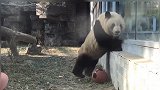 大熊猫扶着墙一步一步走向镜头，不料砰的一声撞到玻璃，好丢脸