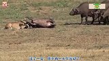狮子袭击一头水牛，水牛部队突然冲来，镜头拍下水牛疯狂的一面