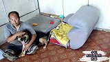 屠宰场救回怀孕的德牧，孩子满月了个个像妈妈，不知道爸爸什么样