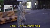 日本街头，出现一条生无可恋的狗子，引路人围观