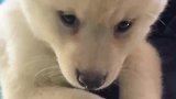 白色柴犬的确稀有，但你真的会选它吗