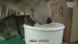 狗把小猫的妈妈吃了，小猫眼看活不下去了，照顾小猫的竟是它
