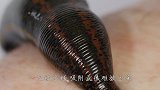 水蛭吸血有多厉害？把生牛排放进水里，100条水蛭瞬间疯了