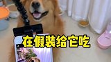 宠物拍照不配合怎么办准备一个宠物拍照神器，分分钟搞定几张美照