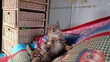 这个可爱的小猫咪，被我们给逗坏了！