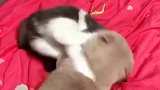 猫：不许抱着我啊，不然我叫铲屎官来了啊！