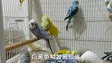 繁殖的一批鹦鹉，羽毛五颜六色的，简直太漂亮了